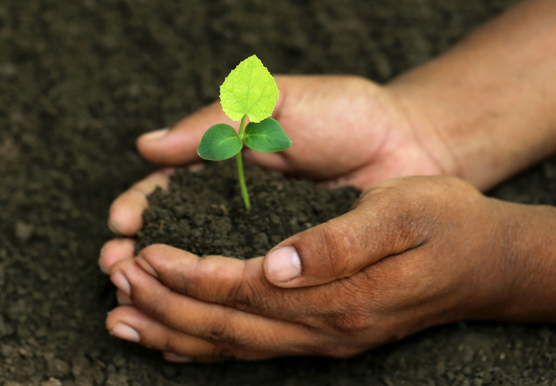 Hands holding soil and a small seedling