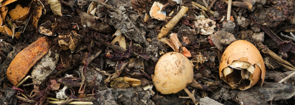 Compost with egg shells and organic matter