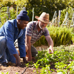 Two men kneeling in a community garden