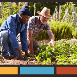 Two men kneeling in a farm looking at a plant