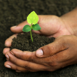 Hands holding soil and a small seedling